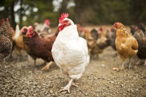 Chicken Processing @ Mesquite Field Farm | Nixon | Texas | United States