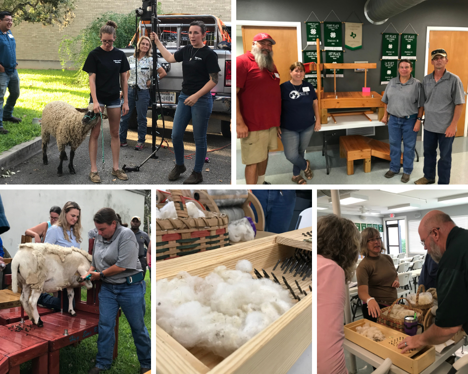 Photo of sheep sheering, stanchion giveaway, demonstration, and wool
