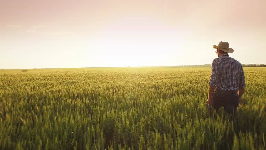 Photo of farmer walking though the field