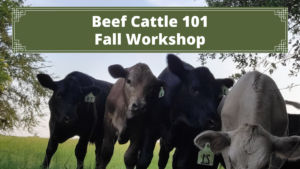 Beef Cattle 101 Fall 2021 Workshop @ Vitera Ranch