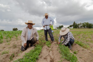 Disability in the Agriculture Workplace for Migrant & Seasonal Farmworkers (En Espanol) @ Online Webinar