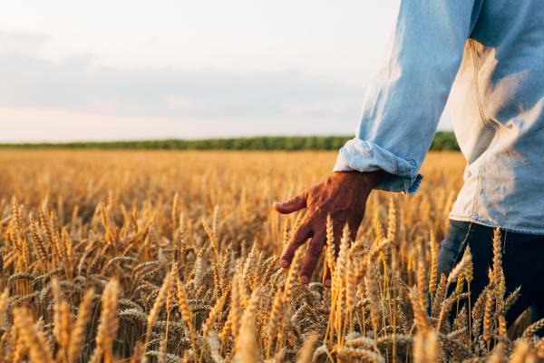 Man walking through wheat field